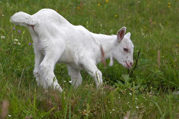 Pequeno cabrito branco brincando no prado