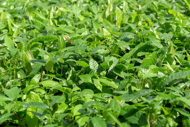 Pequeno cacaueiro na plantação de fazenda