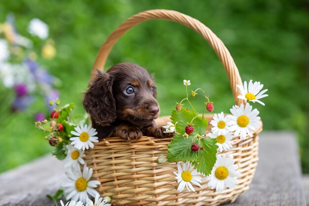 Pequeno cachorrinho fofo mini dachshund na cesta com flores ao ar livre