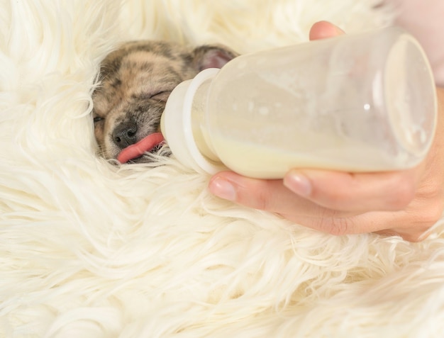 Foto pequeño cachorro bebe leche de una botella