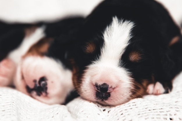 Pequeño cachorro de Bernese Mountain Dog en la cama. Animales bonitos