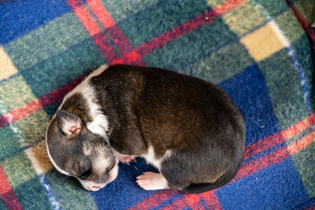 Un pequeño cachorro blanco y negro de dos semanas durmiendo