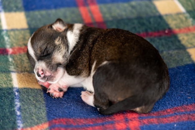 Un pequeño cachorro blanco y negro de dos semanas