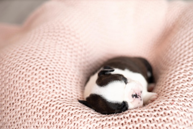 Un pequeño cachorro de Boston Terrier duerme en una manta de punto rosa Pets Dog Sweet Cute Foto de alta calidad