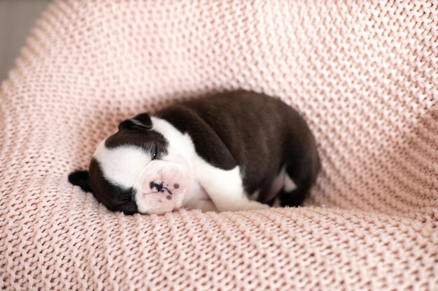 Un pequeño cachorro de Boston Terrier duerme en una manta de punto rosa Pets Dog Sweet Cute Foto de alta calidad