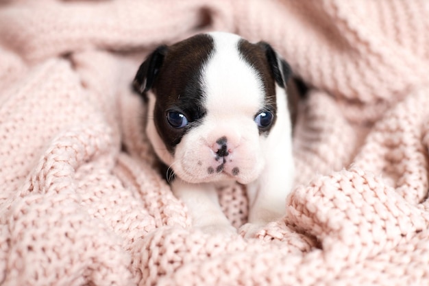 Un pequeño cachorro de Boston Terrier yace sobre una manta de punto rosa Pets Dog Sweet Cute Foto de alta calidad