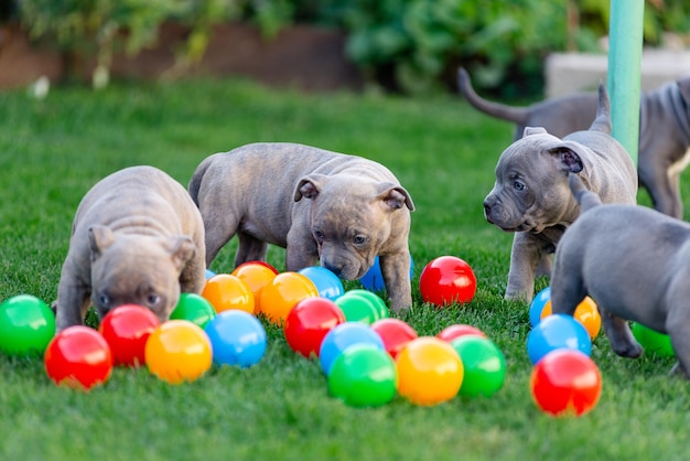 Un pequeño cachorro de un bulli americano camina sobre la hierba en el parque de verano.