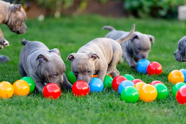 Un pequeño cachorro de un bulli americano camina sobre la hierba en el parque de verano.