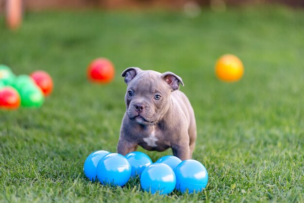 Un pequeño cachorro de un bulli americano camina sobre la hierba en el parque de verano.