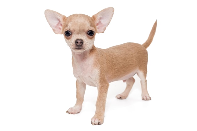 Pequeño cachorro chihuahua color beige