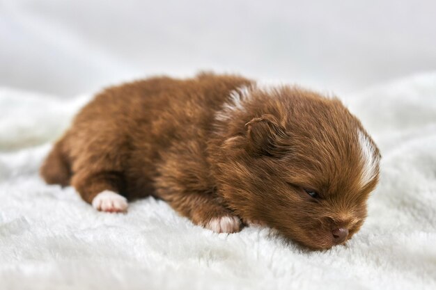 Pequeño cachorro chihuahua durmiendo en tela blanca suave linda raza de perro blanco marrón soñoliento en blanco