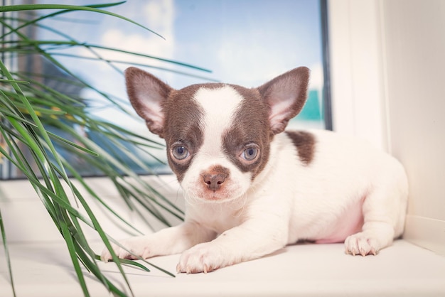 Un pequeño cachorro chihuahua está tirado en el alféizar de la ventana