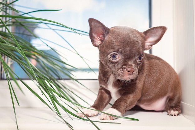 Un pequeño cachorro chihuahua marrón sentado en el alféizar de la ventana