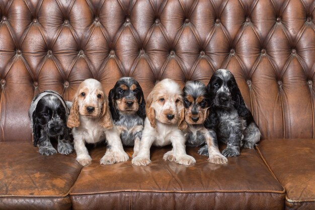 Foto pequeño cachorro de cocker spaniel inglés de pura raza