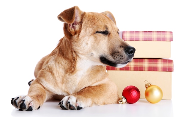 Pequeno cachorro engraçado fofo com presentes e brinquedos de Natal, isolado no branco