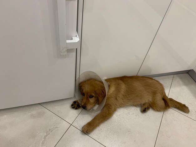 Un pequeño cachorro de un golden retriever se encuentra en un collar veterinario y mira con ojos pequeños.