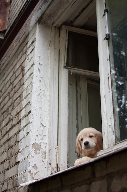 Foto pequeño cachorro golden retriever jugando asoma por una ventana