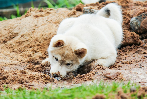 Un pequeño cachorro de husky siberiano occidental cava un agujero en la arena y esconde su cabeza allí linda mascota p ...