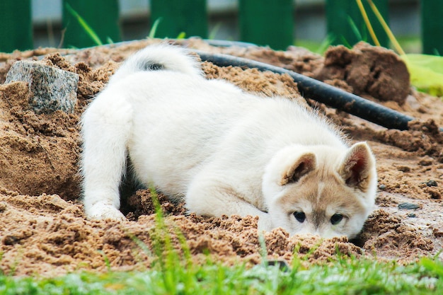 Un pequeño cachorro de husky siberiano occidental cava un agujero en la arena linda mascota jugando en la calle