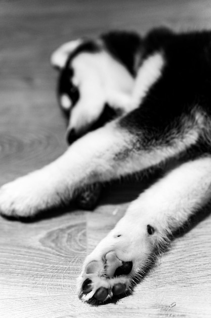 Pequeño cachorro husky