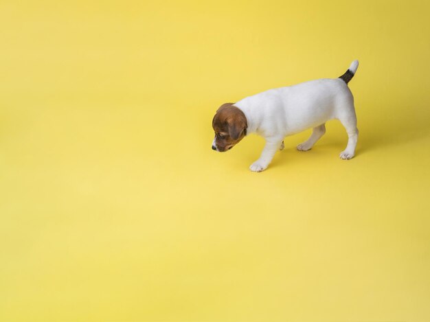 Un pequeño cachorro Jack Russell terrier sobre un gran fondo amarillo