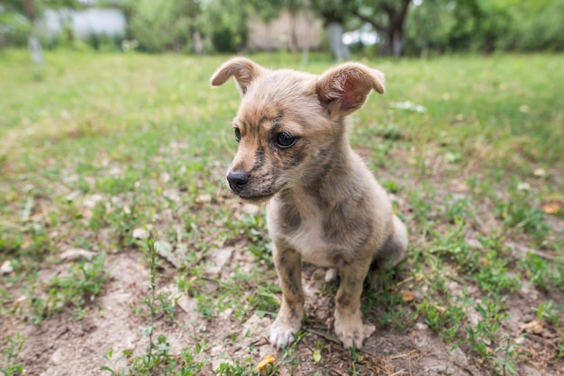 Pequeño cachorro en el jardín se sienta en la hierba