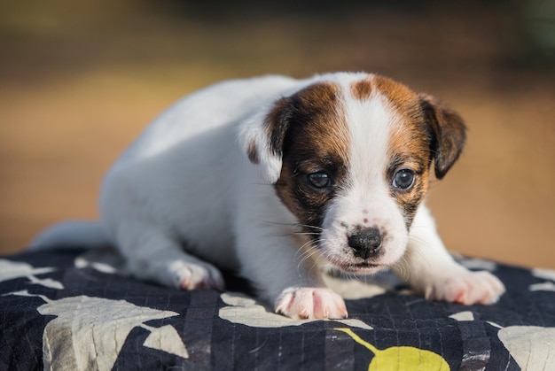 Pequeño cachorro lindo de un refugio de animales