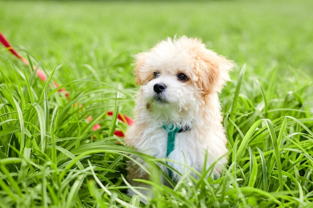 Pequeño cachorro Maltipoo está caminando en la hierba verde