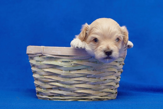 Pequeño cachorro maltipu está sentado en una canasta de mimbre. sesión de fotos sobre un fondo azul.