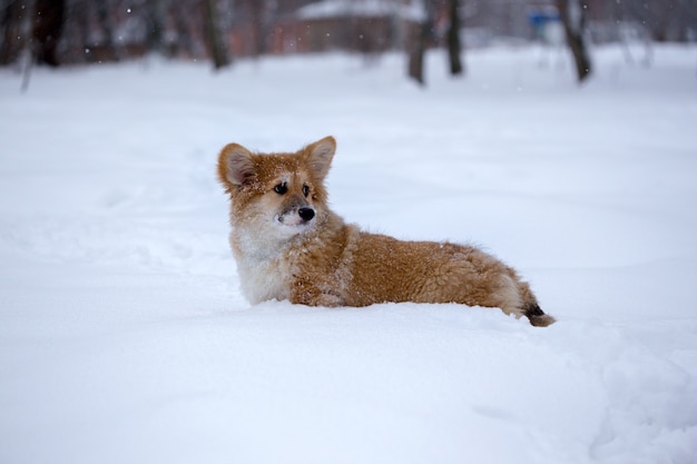 Pequeño cachorro mullido corgi lindo en el retrato de cerca al aire libre