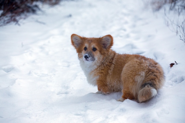 Pequeño cachorro mullido corgi lindo en el retrato de cierre al aire libre en día de invierno