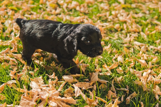 Pequeño cachorro negro en el césped verde con hojas de otoño