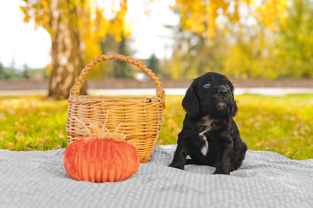 Pequeño cachorro negro en el césped verde con hojas de otoño