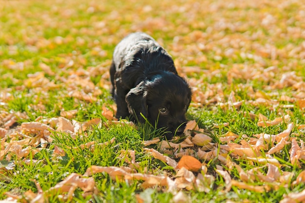 Pequeño cachorro negro en el césped verde con hojas de otoño