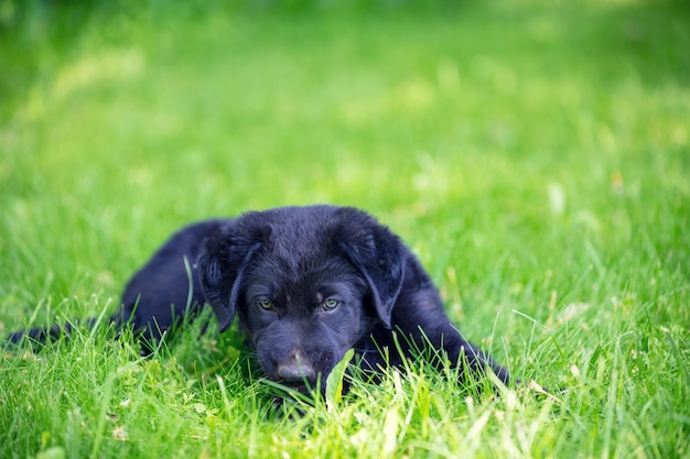 Un pequeño cachorro negro yace sobre la hierba en un jardín de verano