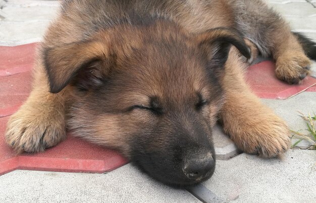 Pequeño cachorro de pastor alemán durmiendo