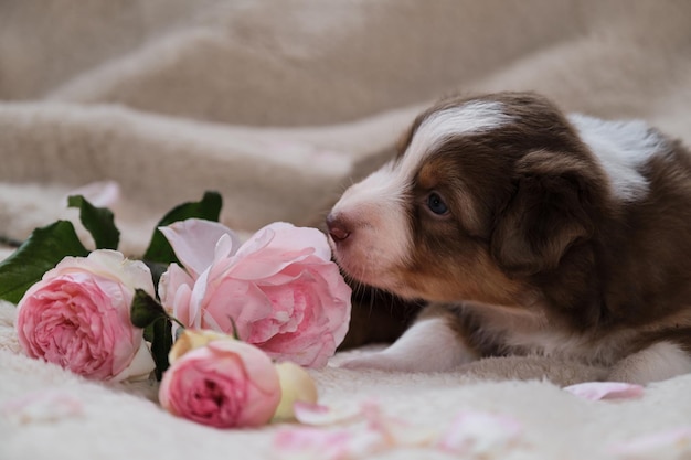 Pequeño cachorro de pastor australiano tricolor rojo yace sobre una manta suave y esponjosa blanca junto a rosas rosadas