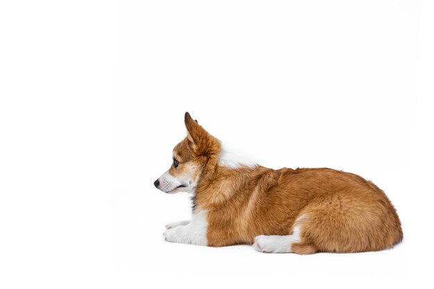 Pequeno cachorro Pembroke Welsh Corgi deita-se e olha para outro lado vista lateral Isolado em fundo branco Cãozinho feliz Conceito de cuidado vida animal saúde show raça de cão