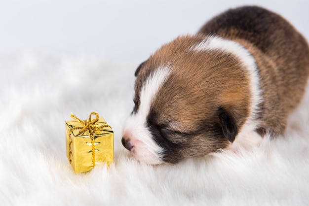 Pequeño cachorro Pembroke Welsh Corgi con regalo