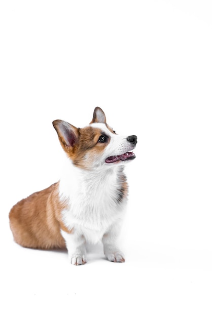 Pequeño cachorro de Pembroke Welsh Corgi se sienta con la boca abierta y mira hacia un lado aislado en un fondo blanco Perrito feliz Concepto de cuidado vida animal raza de perro de exhibición de salud