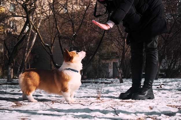 Foto un pequeño cachorro de pembroke welsh corgi se sienta en la nieve con su dueño en un soleado día de invierno.