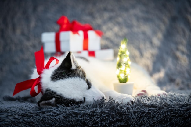 Un pequeño cachorro de perro blanco cría husky siberiano con lazo rojo y cajas de regalo duermen en una alfombra gris Cumpleaños perfecto y regalo de Navidad para su hijo