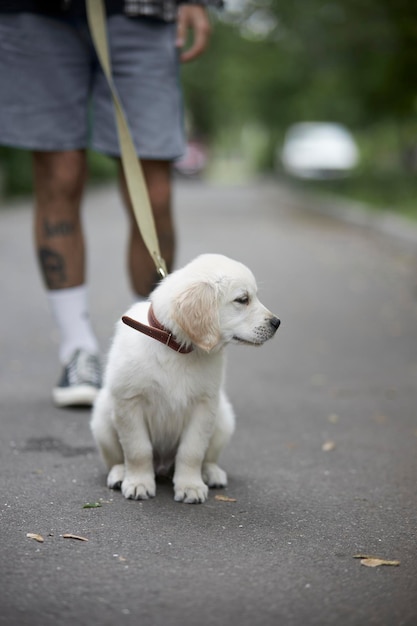 Pequeño cachorro de perro perdiguero caminando afuera con una correaLindo cachorro de perro perdiguero de oro