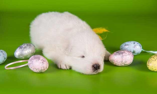 Pequeño cachorro de perro samoyedo blanco con huevos de pascua de colores sobre fondo verde