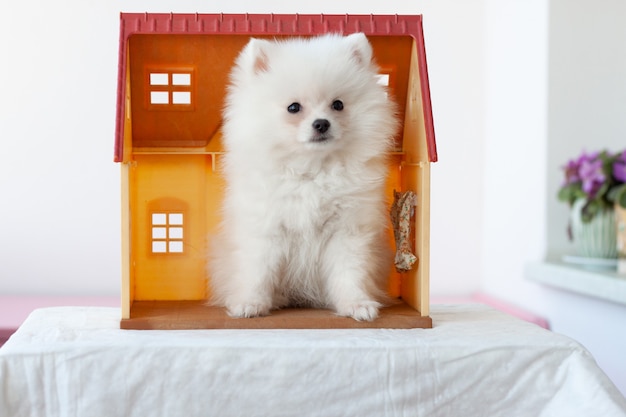 Un pequeño cachorro de Pomerania esponjoso blanco se sienta en una casa de juguete.