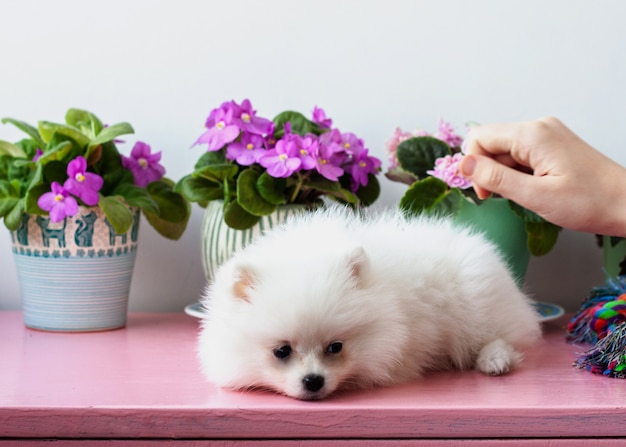 Un pequeño cachorro de Pomerania triste blanco de dos meses yace sobre un fondo blanco junto a violetas, una mano se extiende para acariciarlo.