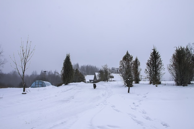 Pequeno cachorro preto correndo ao longo da estrada na aldeia em dia de inverno.