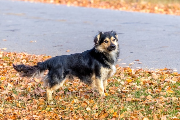 Pequeno cachorro preto passeando no parque de outono