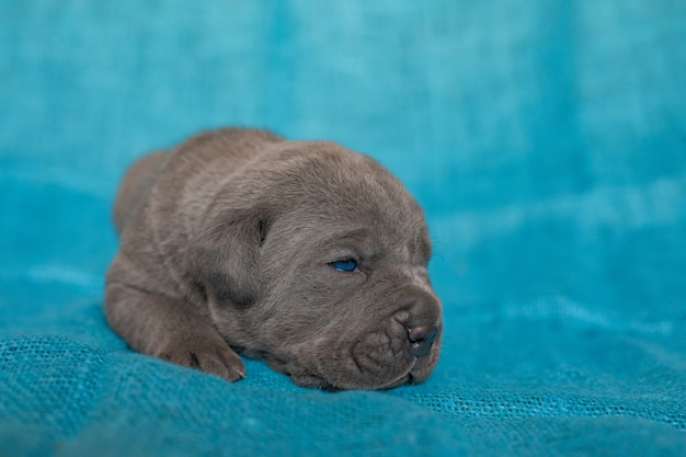 Pequeño cachorro de raza gris corso de caña. Fondo azul