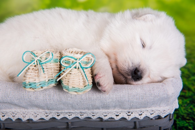 Pequeño cachorro samoyedo blanco con botas pequeñas